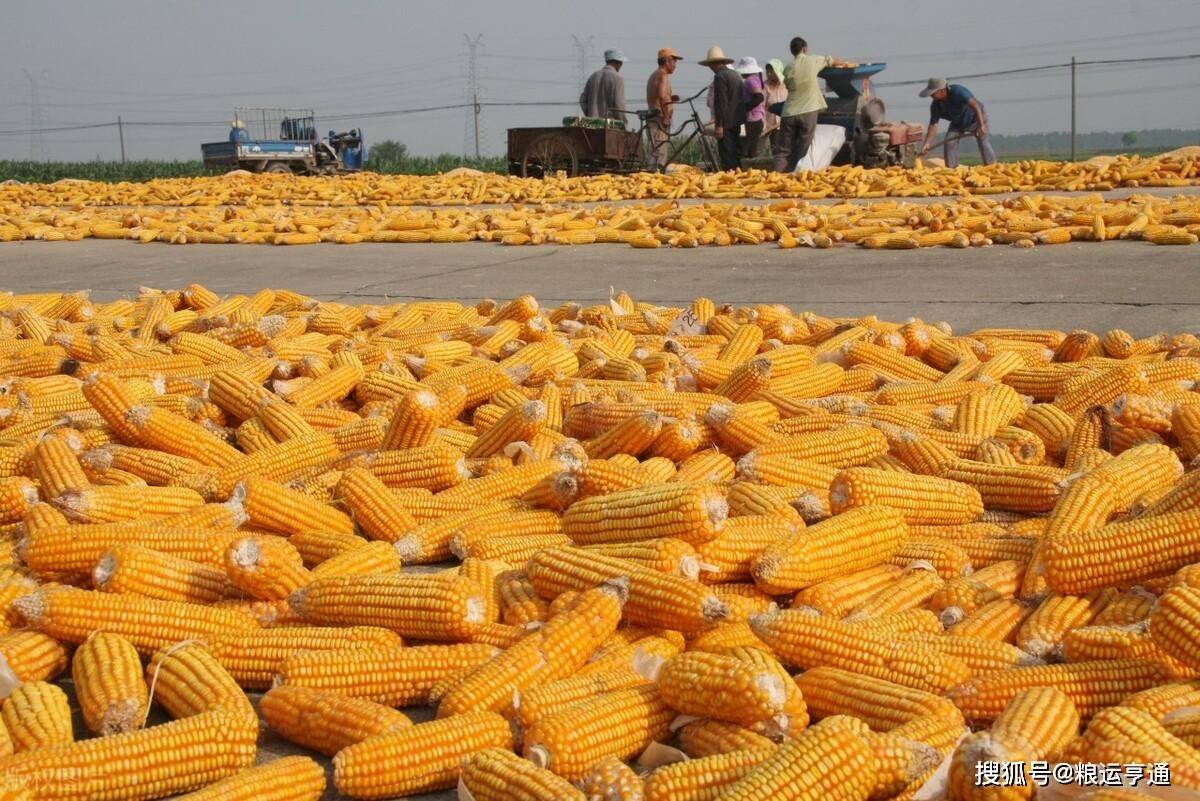 今日玉米价格行情<strong></p>
<p>比特币今日行情价格</strong>!8月29日