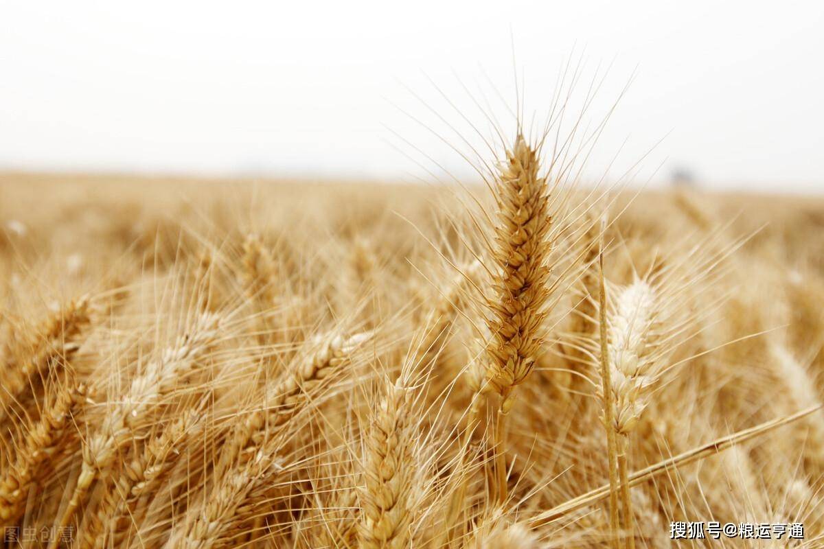 今日小麦价格行情<strong></p>
<p>比特币今日行情价格</strong>！8月10日