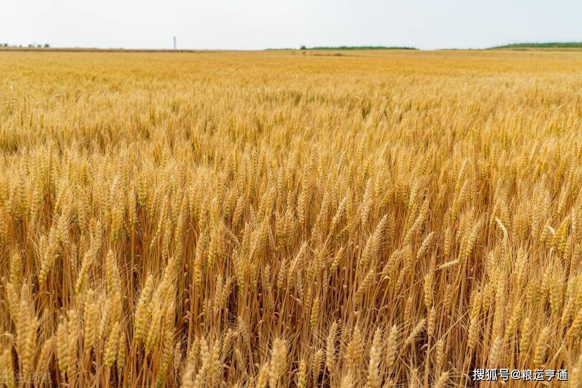 今日最新小麦价格行情<strong></p>
<p>比特币今日行情价格</strong>!8月27日