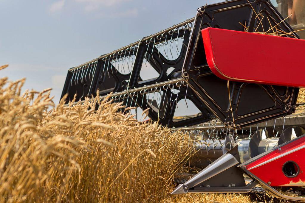 (2022年1月1日)今日小麦价格行情