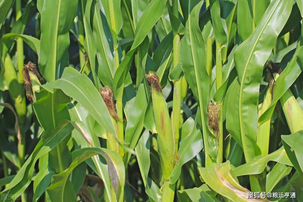 今日玉米价格！8月21日最新行情