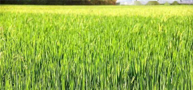 最新！今日全国尿素价格行情！2022年9月3日