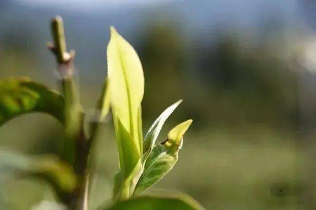 冰岛七万一公斤<strong></p>
<p>比特币价格实时行情</strong>！2022年云南普洱茶产区主要村落毛茶实时价格公布 ！云南普洱茶价格行情趋势预测