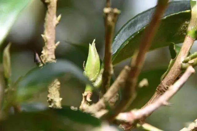 冰岛七万一公斤<strong></p>
<p>比特币价格实时行情</strong>！2022年云南普洱茶产区主要村落毛茶实时价格公布 ！云南普洱茶价格行情趋势预测