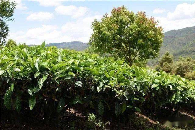 冰岛七万一公斤<strong></p>
<p>比特币价格实时行情</strong>！2022年云南普洱茶产区主要村落毛茶实时价格公布 ！云南普洱茶价格行情趋势预测