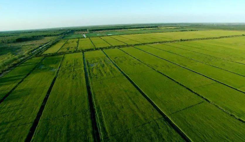 今日，价格“大跌”！8月11日最新复合肥/磷肥/钾肥行情