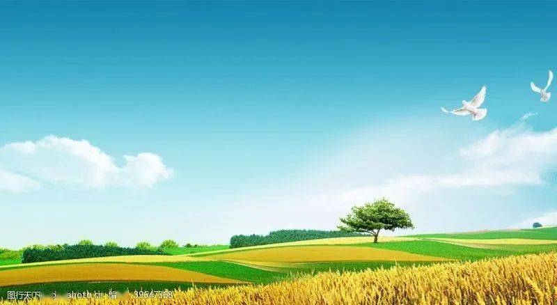 上调50元/吨！尿素价格，多地飘红！开启“持续上涨”模式！今日尿素价格行情10月11日