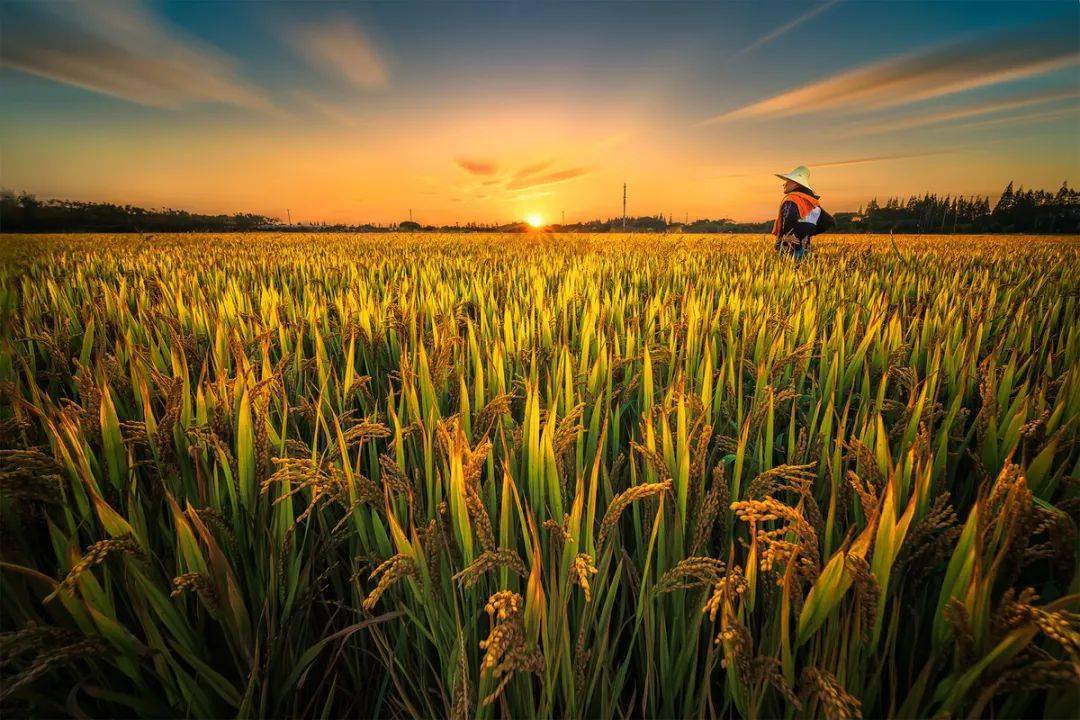 上调70元/吨<strong></p>
<p>btc价格今日行情</strong>!尿素还能大涨?今日全国尿素价格行情10月14日