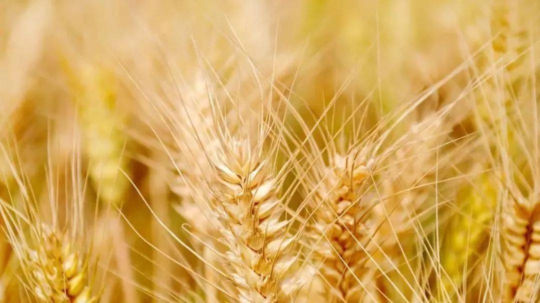 9月5日 尿素、价格大幅上涨！ 最新行情！