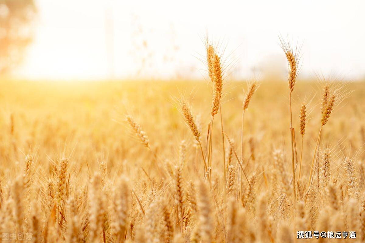 小麦价格“涨翻天”<strong></p>
<p>比特币最新价格行情</strong>!10月14日最新行情