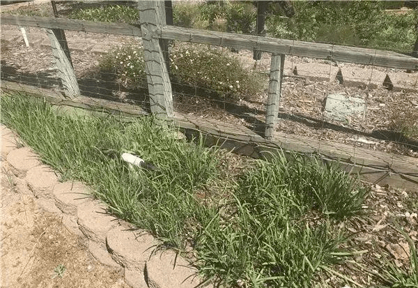 5年骗走百亿！傍上马斯克的中国骗子<strong></p>
<p>中国比特币</strong>，越活越嚣张 || 关注