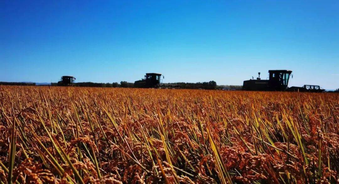 最新！尿素价格还要涨！今日全国尿素价格行情！11月19日