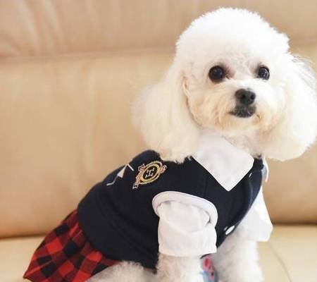 狗的衣服的价格 谈恋爱不如养狗狗