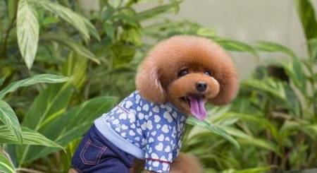 狗的衣服的价格 谈恋爱不如养狗狗