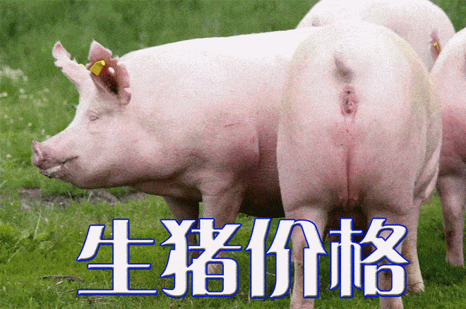 今日生猪价格｜全国生猪价格稳中略有涨跌，行情不温不火