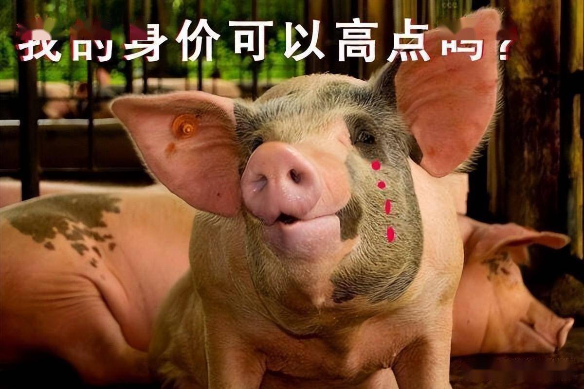 今日生猪价格|全国生猪价格稳中略有涨跌<strong></p>
<p>莱特币价格今日行情</strong>,行情不温不火