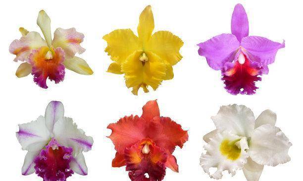 连日来<strong></p>
<p>股票翻倍计算</strong>，股票翻倍，爱情醉人，财神爷降临，三大生肖引变