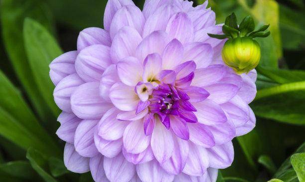 连日来<strong></p>
<p>股票翻倍计算</strong>，股票翻倍，爱情醉人，财神爷降临，三大生肖引变