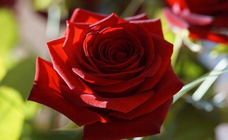 近期桃花真爱<strong></p>
<p>近期好股票</strong>,人缘好,4星座