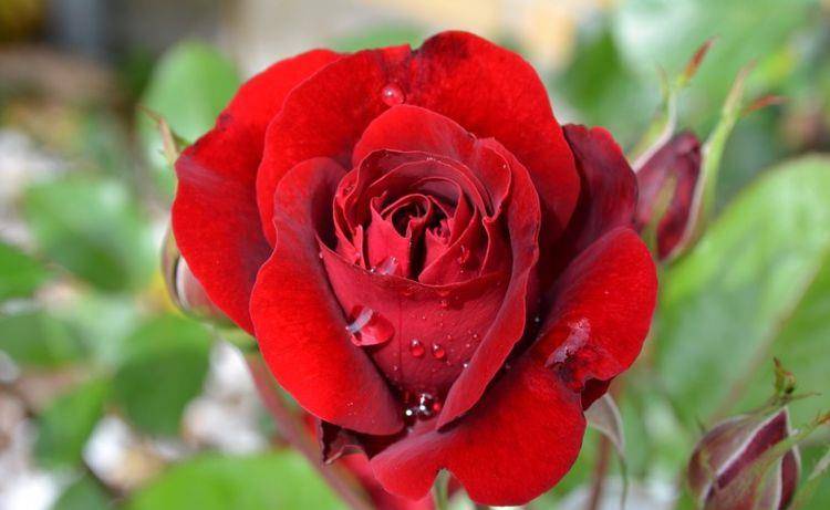 近期桃花真爱<strong></p>
<p>近期好股票</strong>,人缘好,4星座