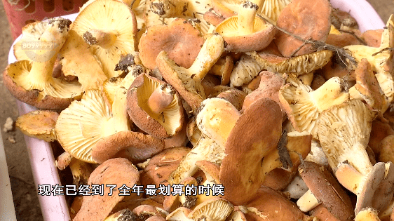 野生菌大量上市<strong></p>
<p>虚拟币上市价</strong>!全年最低价!快冲~