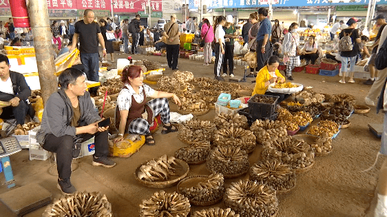 野生菌大量上市<strong></p>
<p>虚拟币上市价</strong>!全年最低价!快冲~