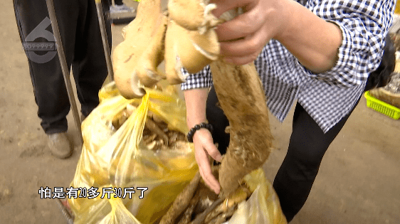 野生菌大量上市<strong></p>
<p>虚拟币上市价</strong>!全年最低价!快冲~