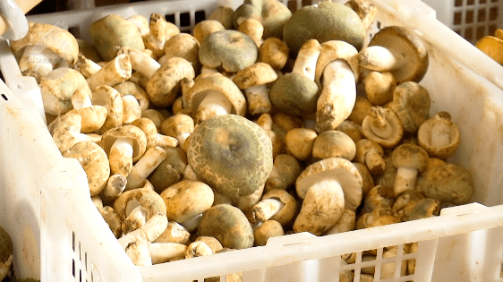 野生菌大量上市<strong></p>
<p>虚拟币上市价</strong>!全年最低价!快冲~