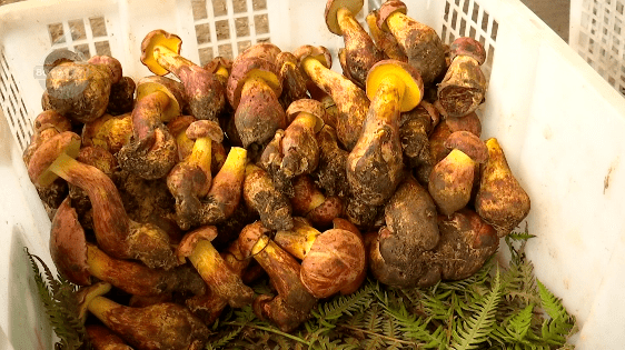 野生菌大量上市<strong></p>
<p>虚拟币上市价</strong>!全年最低价!快冲~