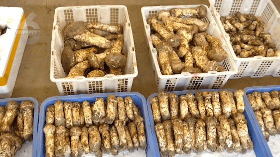 野生菌大量上市<strong></p>
<p>虚拟币上市价</strong>!全年最低价!快冲~