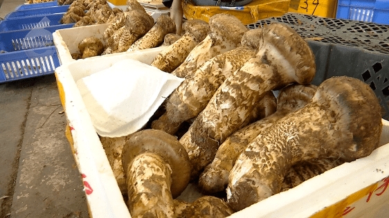 野生菌大量上市<strong></p>
<p>虚拟币上市价</strong>!全年最低价!快冲~