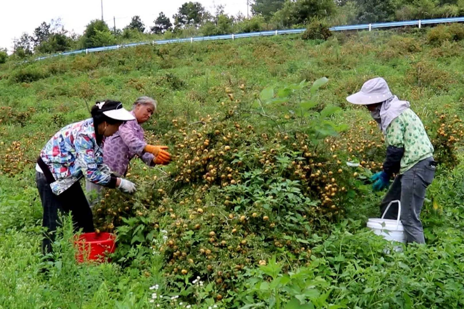 贵州平塘：荒山长出“金果子”