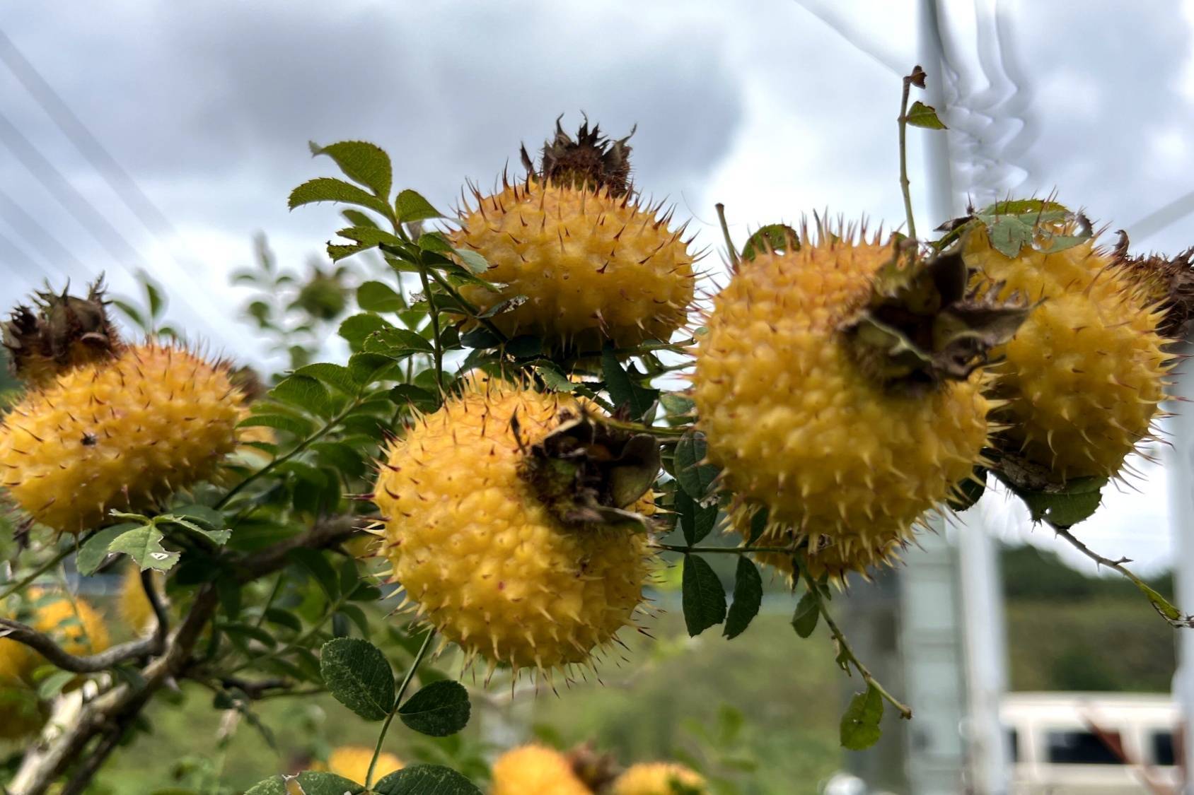 贵州平塘：荒山长出“金果子”