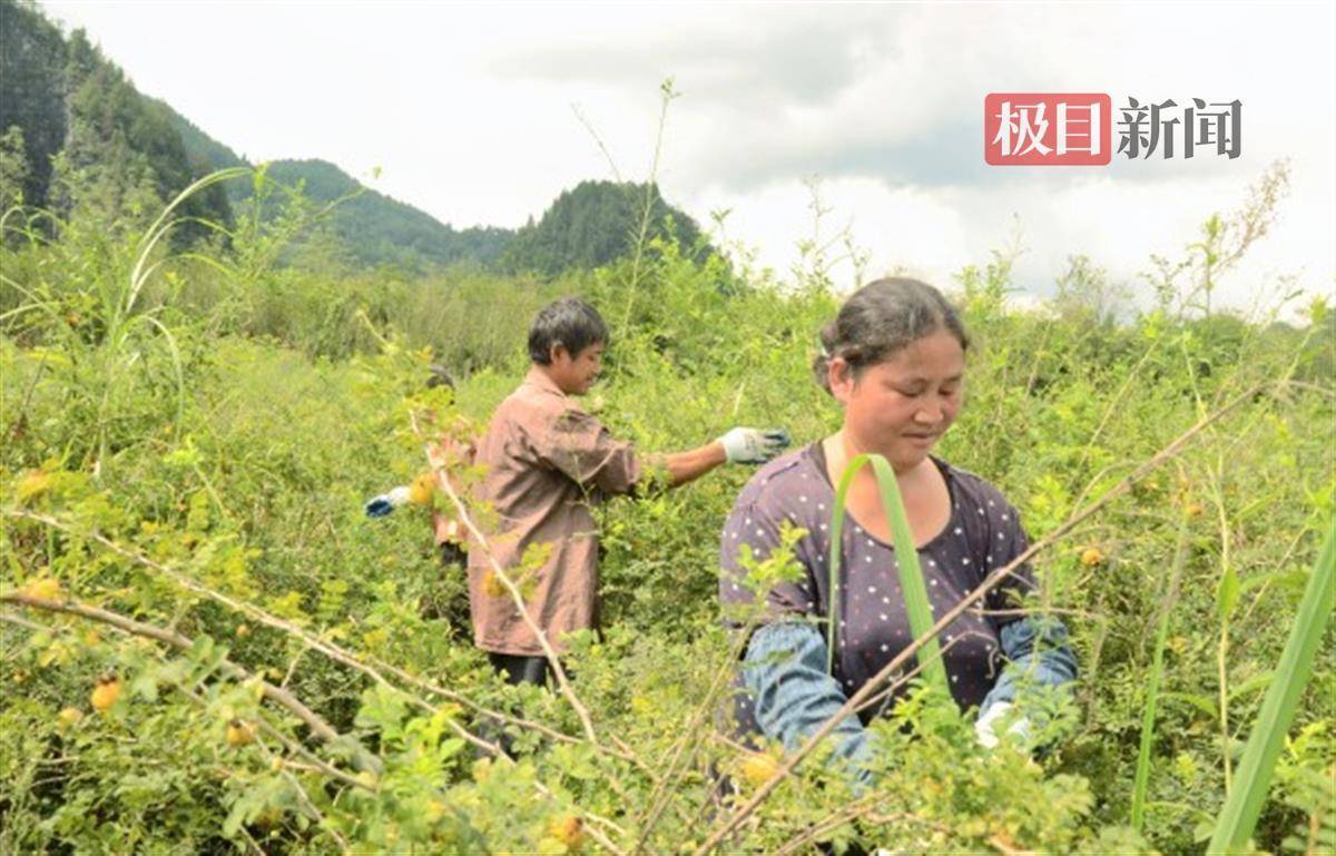 湖北来凤:“金果子”刺梨迎来好“丰”景