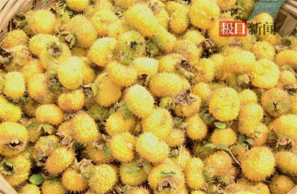 湖北来凤:“金果子”刺梨迎来好“丰”景