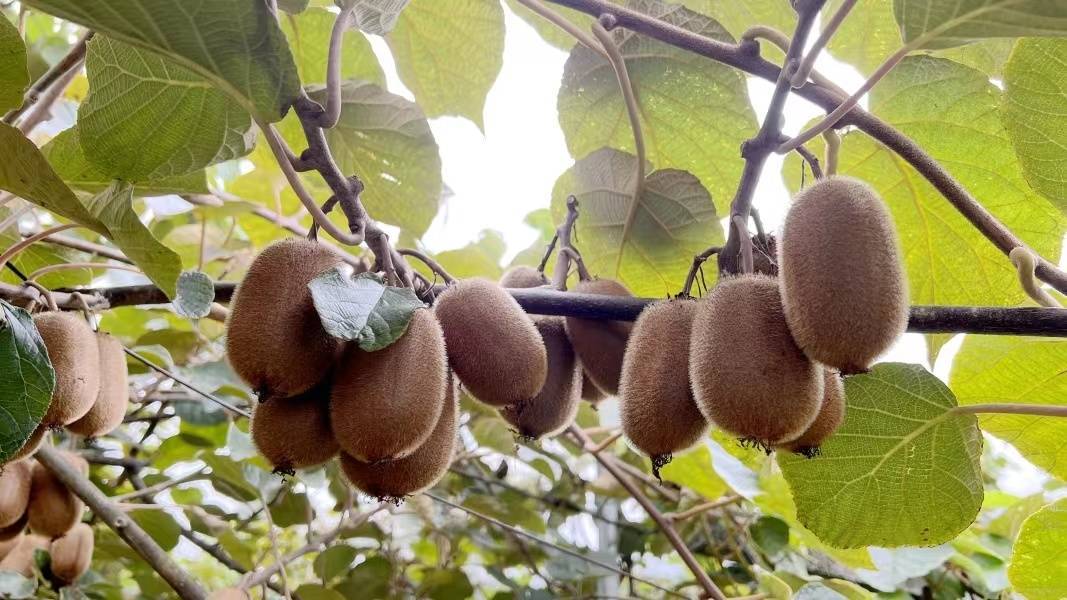 贵州修文：“金果子”搭上农文旅融合“快车”