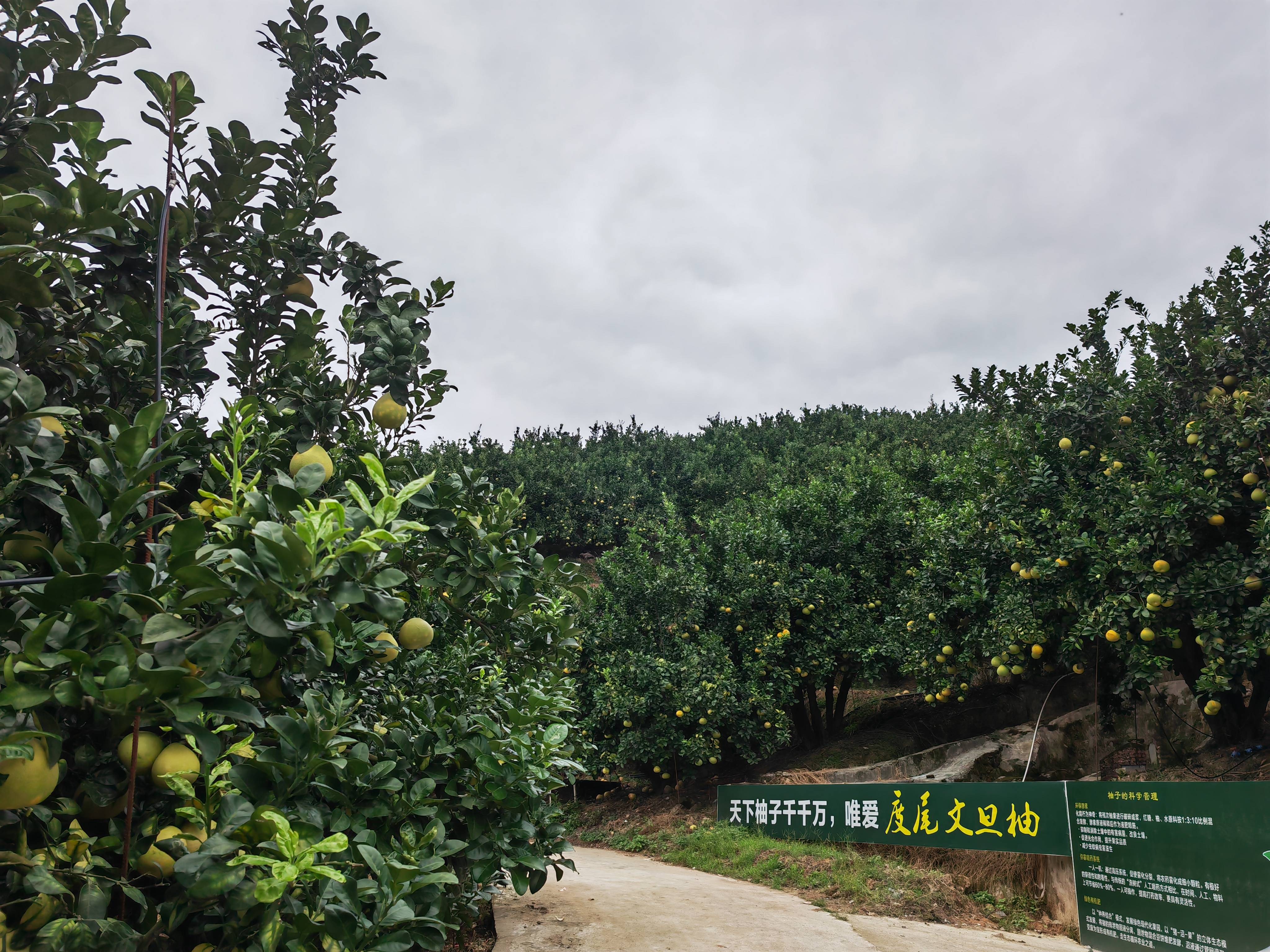 关注秋收|福建仙游:老柚林结出乡村振兴“金果子”