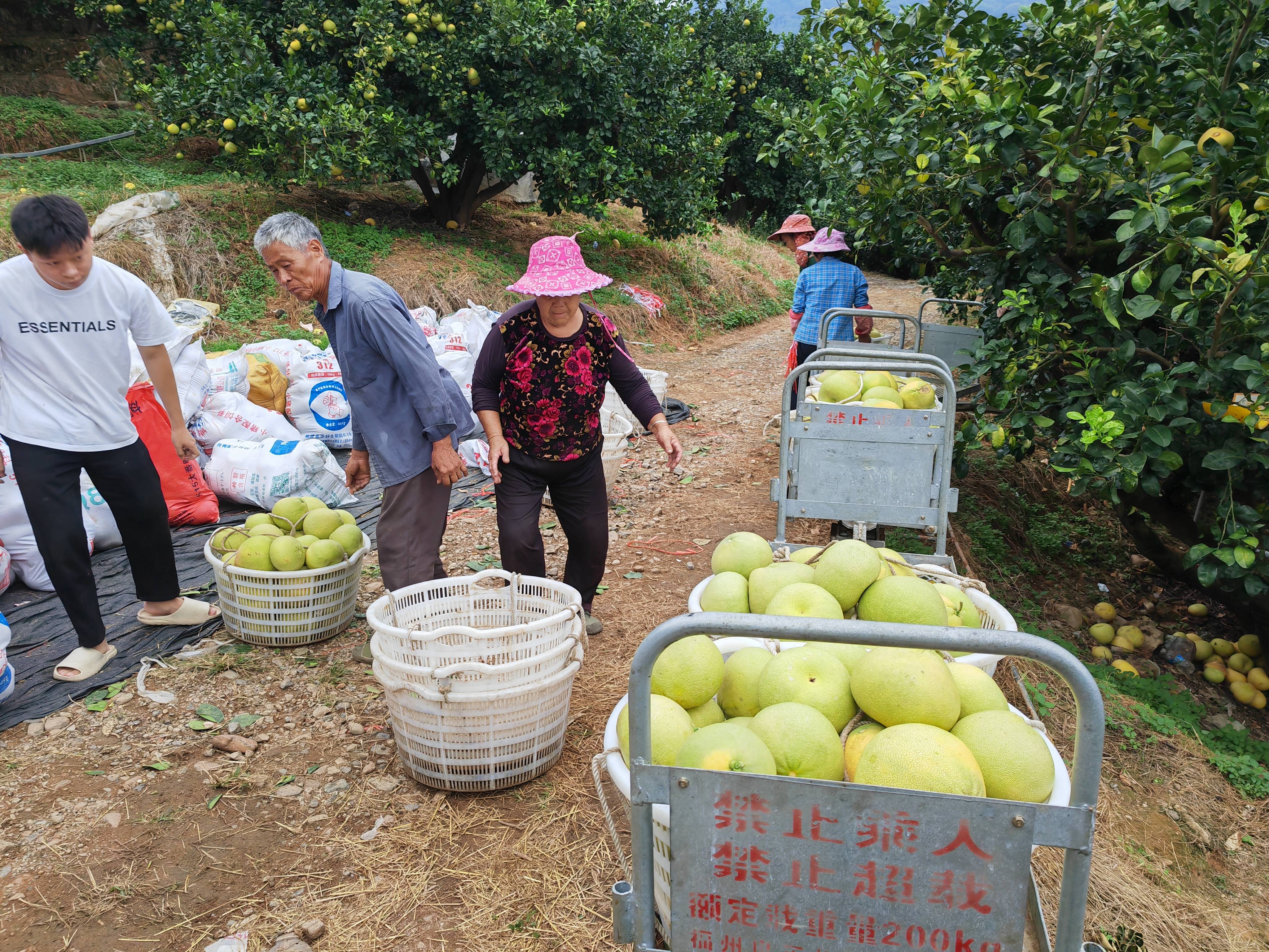 关注秋收|福建仙游:老柚林结出乡村振兴“金果子”