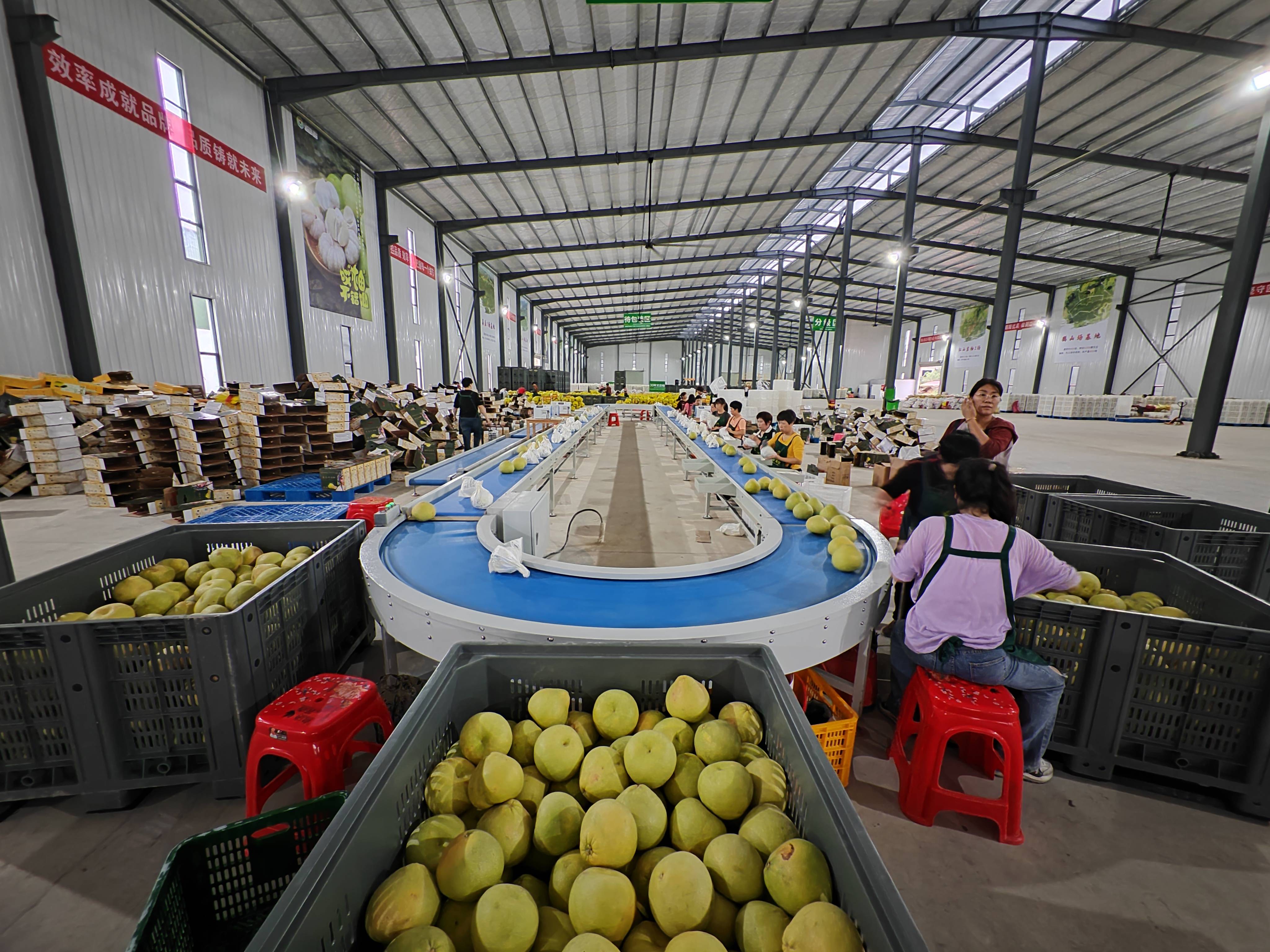 关注秋收|福建仙游:老柚林结出乡村振兴“金果子”