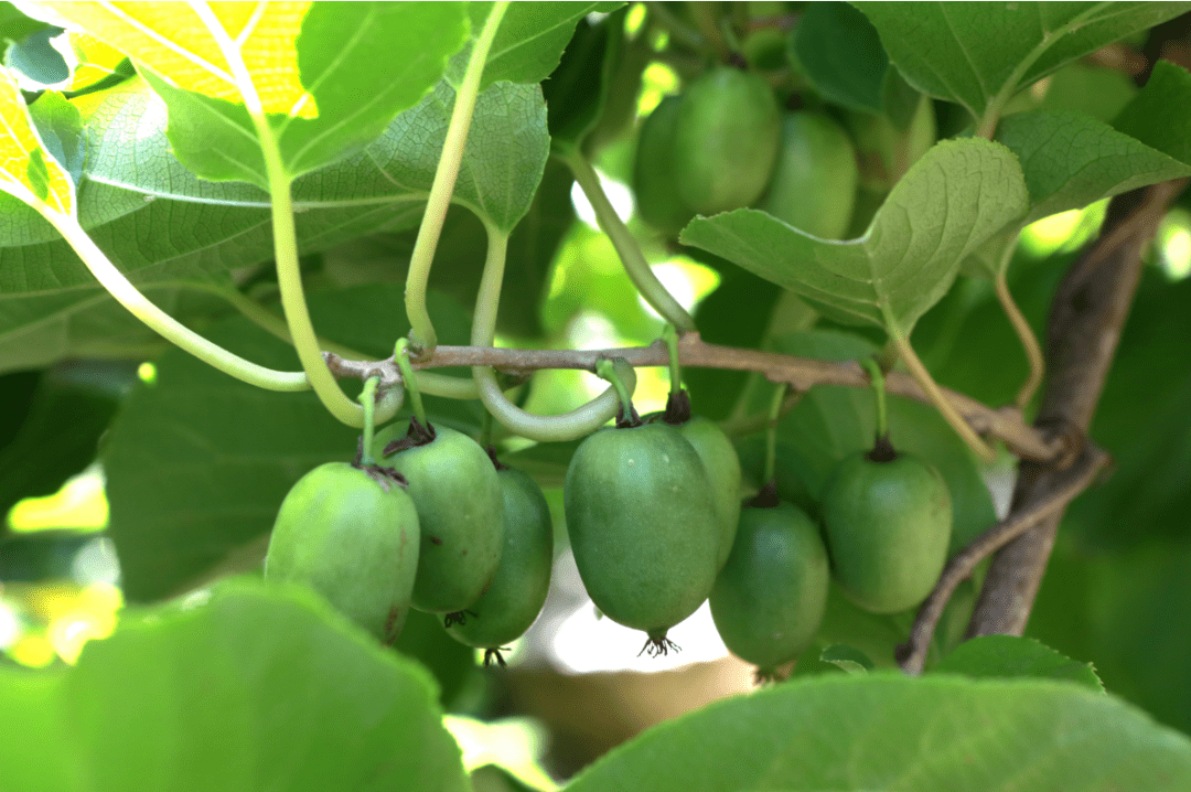 延庆千家店首次试种软枣猕猴桃获成功 “软枣子”变身“金果子”