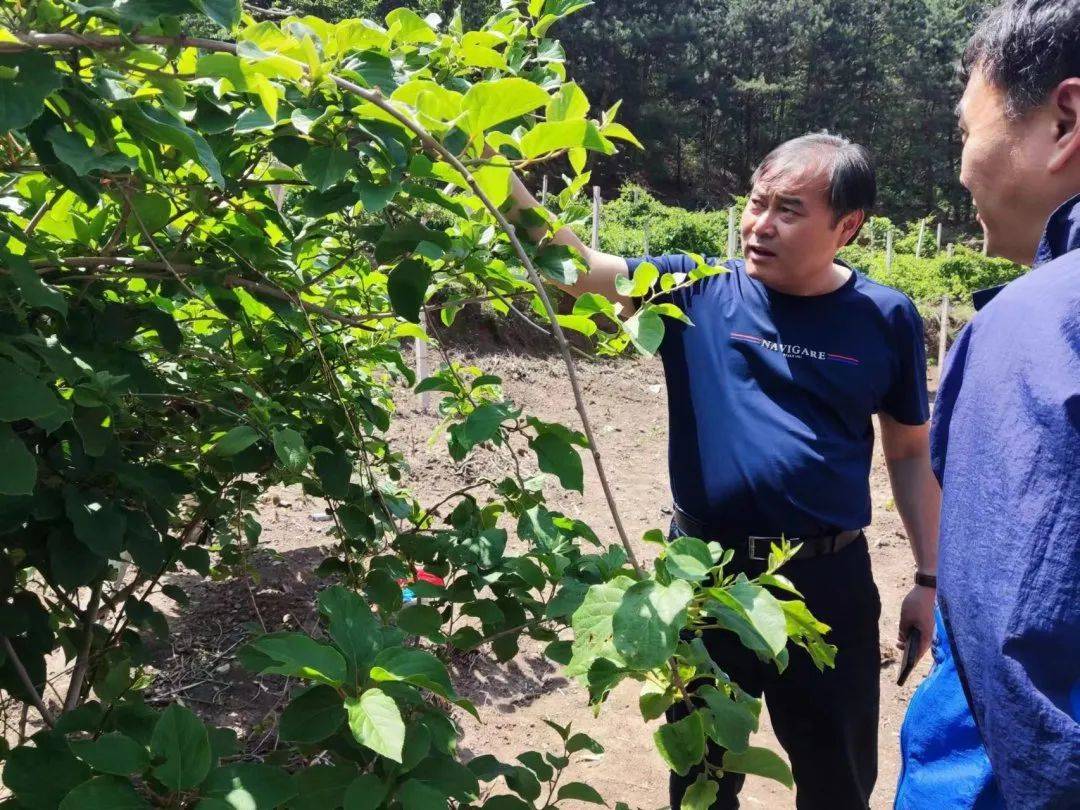 延庆千家店首次试种软枣猕猴桃获成功 “软枣子”变身“金果子”