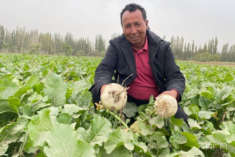 乡村振兴“新”面貌丨恰玛古成农民致富“金果子”