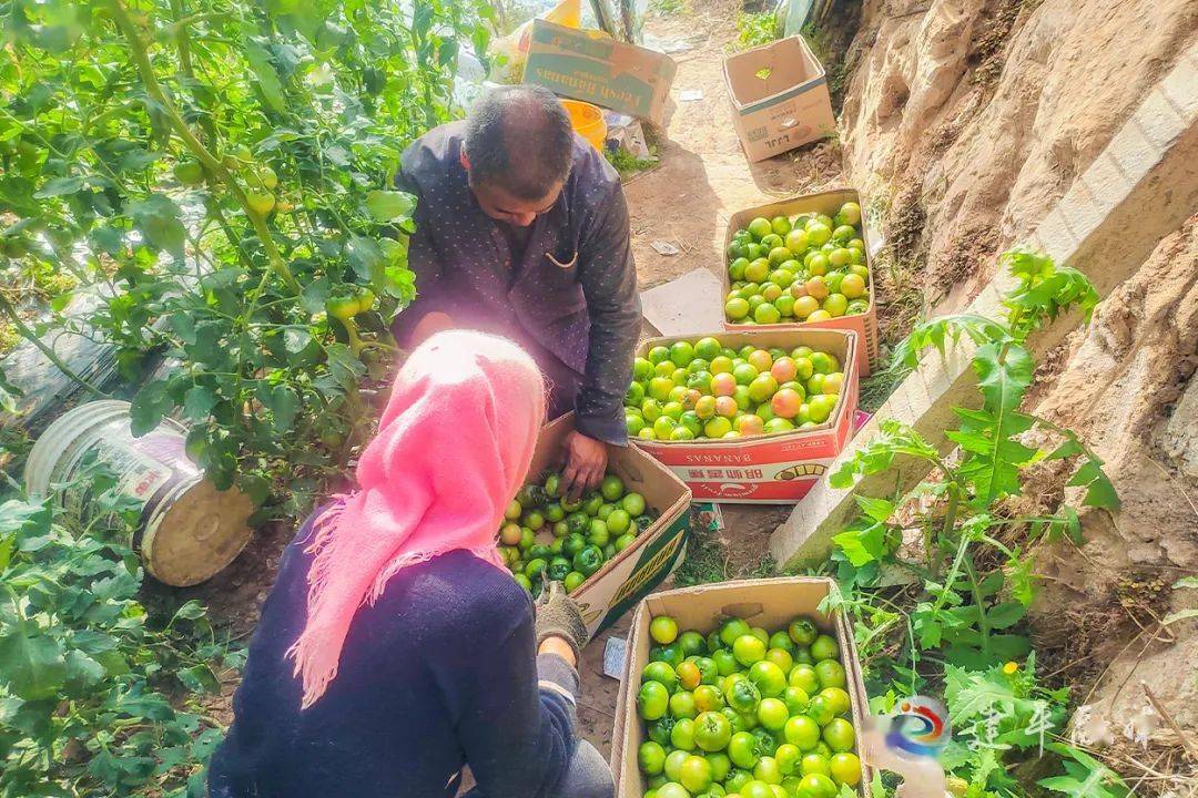 大棚“铁皮”柿子变成致富“金果子”