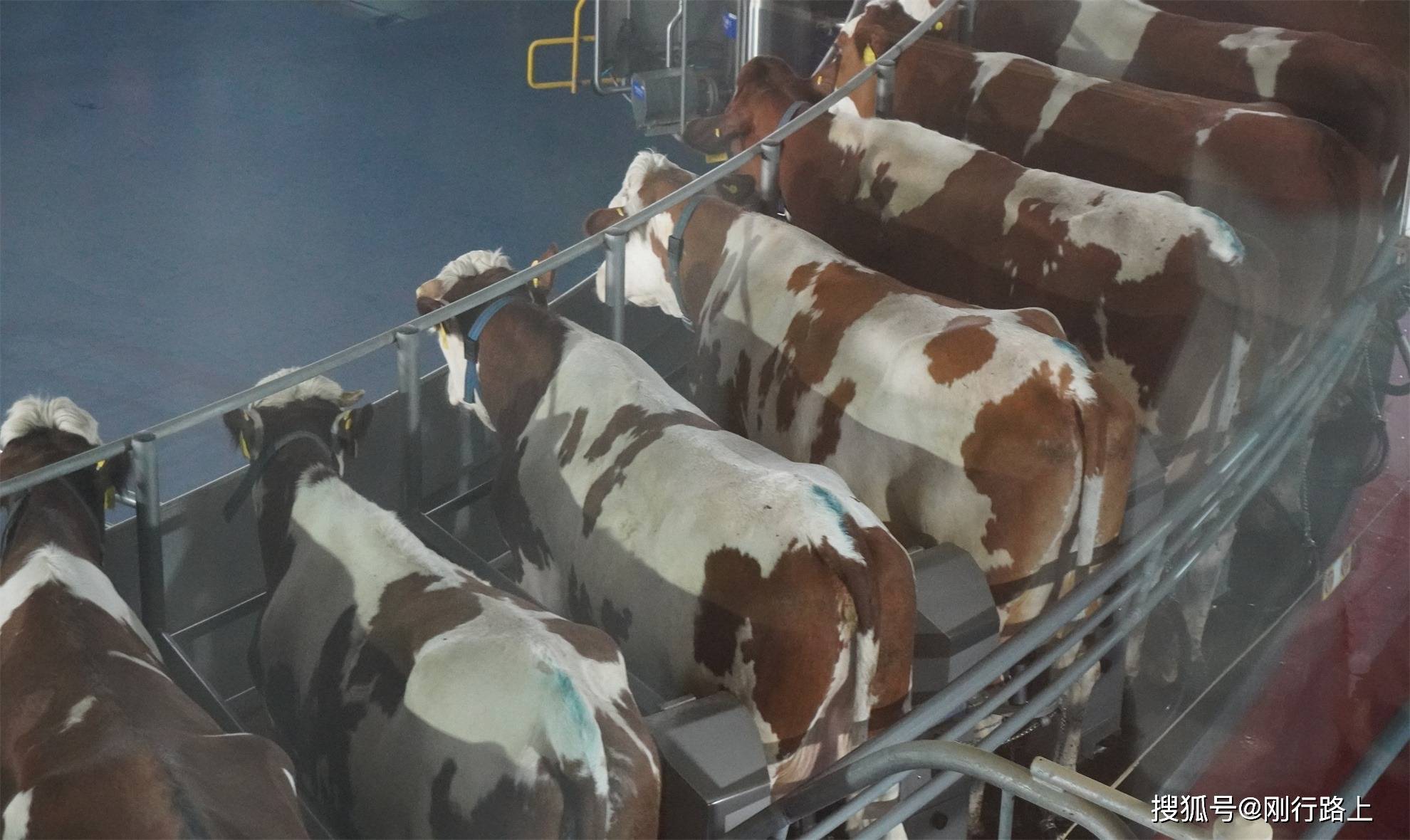 超好玩的生态牧场<strong></p>
<p>虚拟币的生态</strong>,重新定义对生态牧场的认知