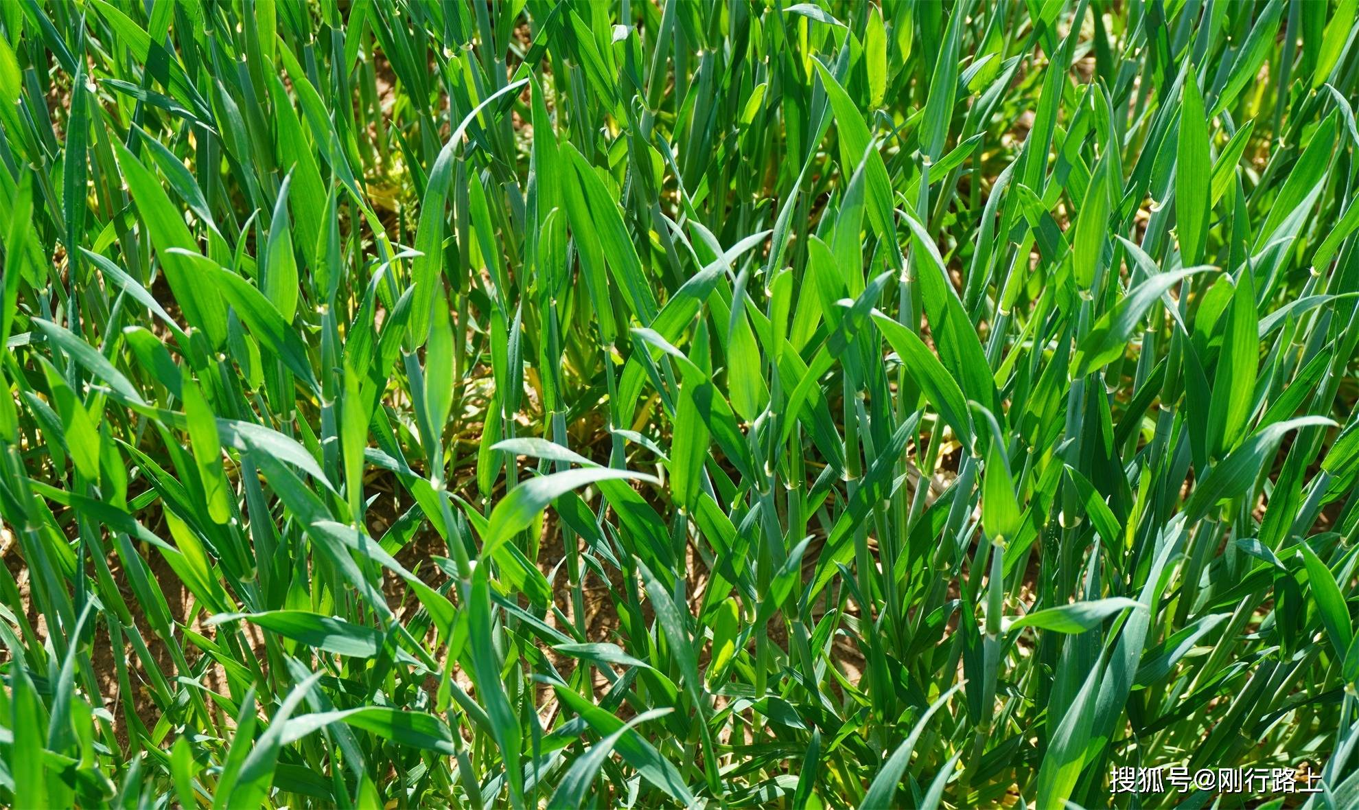 超好玩的生态牧场<strong></p>
<p>虚拟币的生态</strong>,重新定义对生态牧场的认知