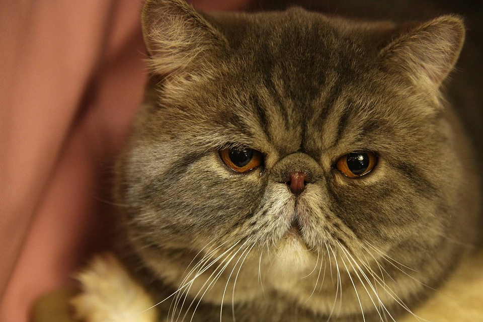 弃养的猫咪惹了谁的利益