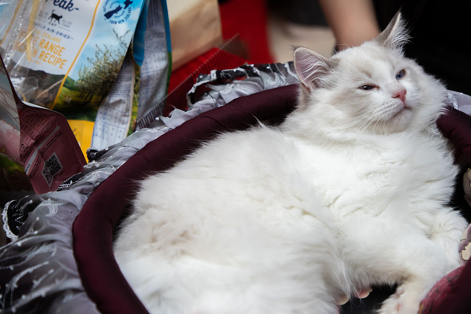 弃养的猫咪惹<strong></p>
<p>虚拟币的利益</strong>了谁的利益