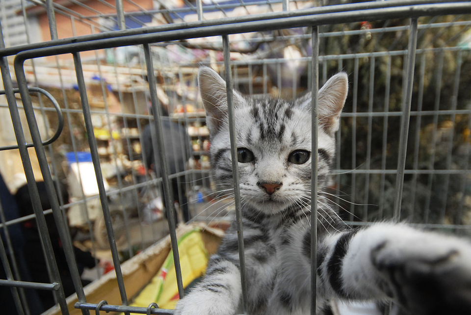 弃养的猫咪惹<strong></p>
<p>虚拟币的利益</strong>了谁的利益