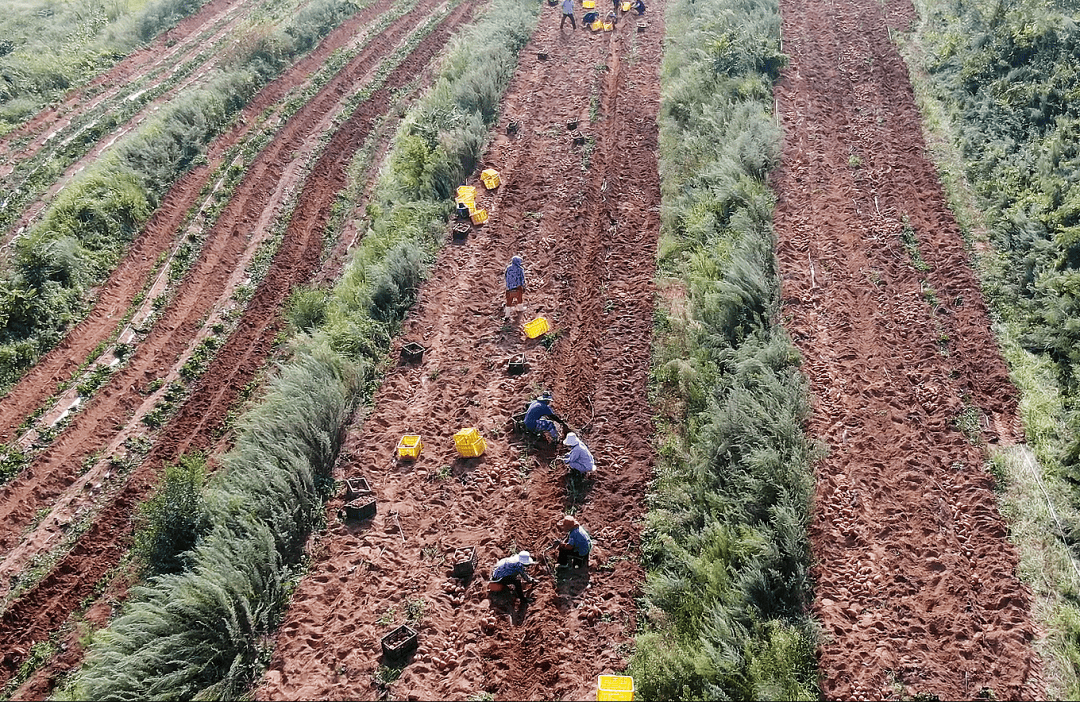 乡村文化振兴丨威海高区初村镇：“联”出共富因子，“链”起增收产业