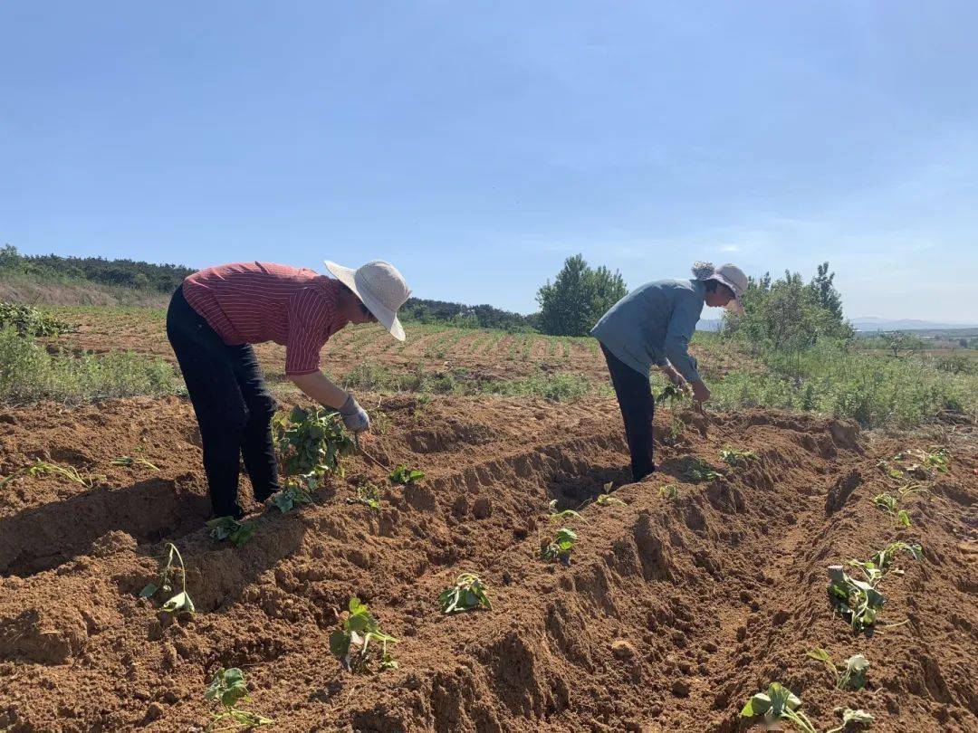 乡村文化振兴丨威海高区初村镇：“联”出共富因子<strong></p>
<p>初链虚拟币</strong>，“链”起增收产业